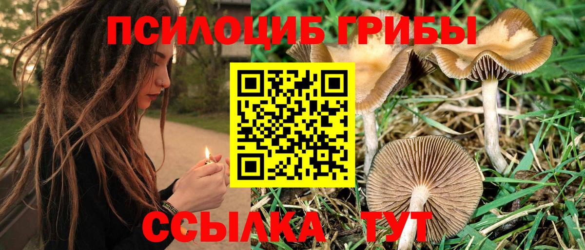 Донецк  Псилоцибиновые грибы Cubensis  Вход с VPN 